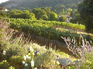 New Apartments for Rent in 94549, Lafayette, CA with Washer/Dryer