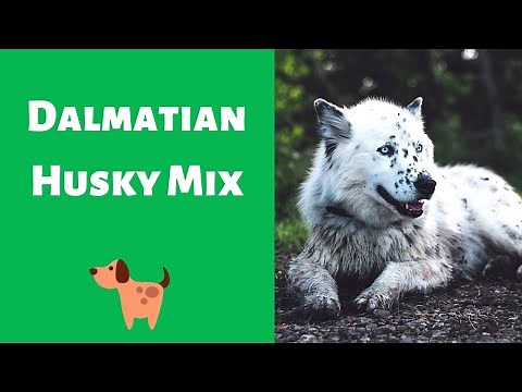 Complete Guide on The Dalmatian Husky mix-breed | Should you get the breed for yourself?