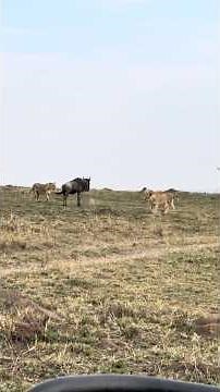 Your 7 Days Northern Tanzania Safari Adventure