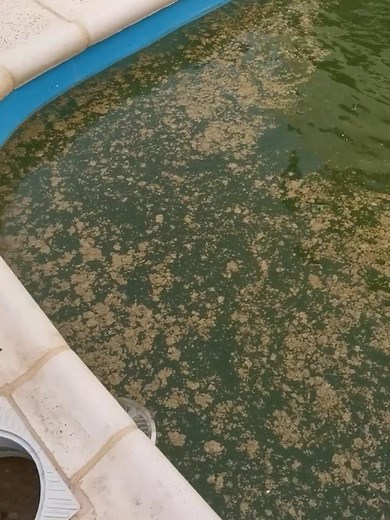 Transform Your Algae-Infested Pool into a Crystal Clear Oasis