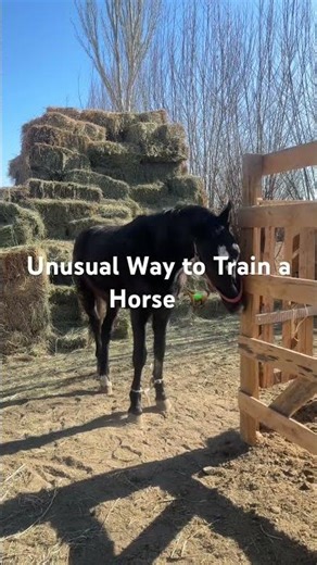 Unusual Way to Train a Horse | Improves Movement #horse#horsetraining#equestrian#horsemanship#shorts