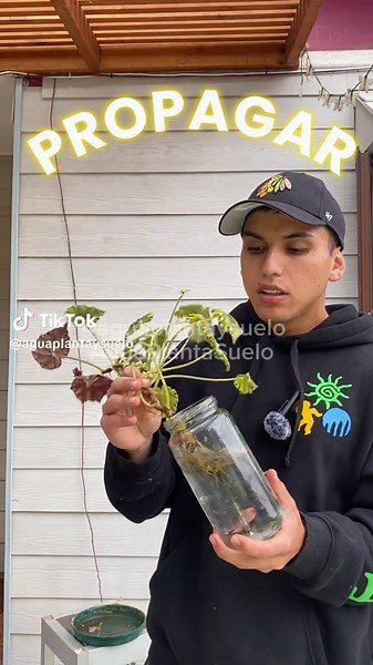 Cómo reproducir begonias fácilmente en casa