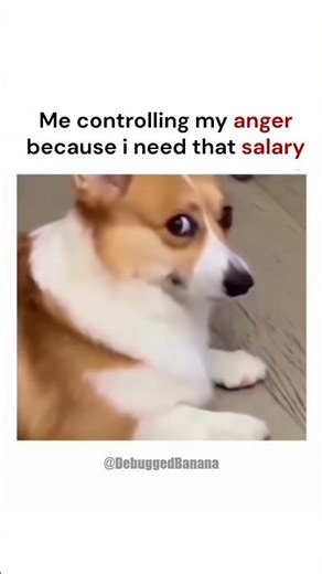 Me controlling my anger #angrydog #officememes