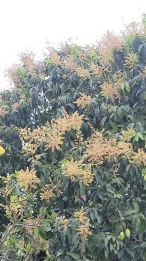 Mango Tree Blossoms: A Journey Through Mango Flowering | Mango Flower Tree,#shorts #shortvideo#video
