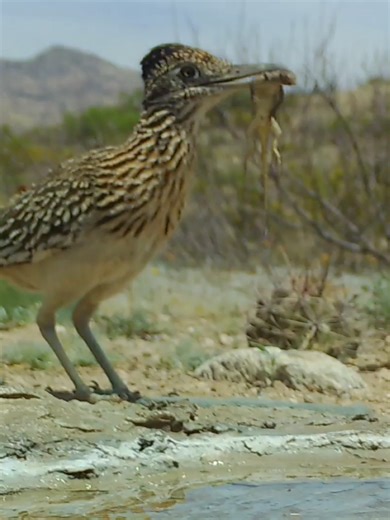 Funny Moments with Roadrunner in Southern Arizona