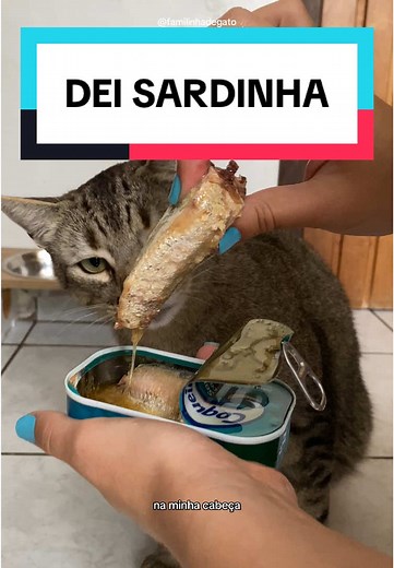 Gatos e Sardinhas: Cuidados e Curiosidades