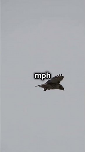 The Fastest Animal Alive: Peregrine Falcon’s Epic Dive! 🦅💨