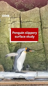 The king of King Penguins is back - and this time, he's doing science 🐧👩‍🔬 So what can Spike and his family teach us about mobility? Enter the slippery runway... #penguins #kingpenguin #bbcwest | BBC Bristol