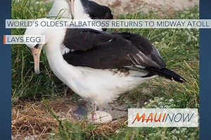 World’s Oldest Albatross Returns to Midway Atoll, Lays Egg | Maui Now