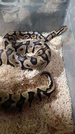 Freshly Cleaned Bin 🧼🐍 Orange Dream Pastel Chocolate Looking Sharp!