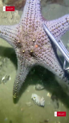 #Diving #Crab#SeaCucumber #UnderwaterHunting #Seafood#OceanAdventure