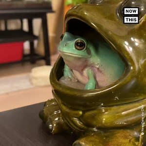 This frog is rockin’ out to the sound of his own croak’s echo — and his owner caught the whole thing on camera 🐸 | NowThis