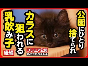[Kitten rescue] A small kitten was suddenly abandoned and left all alone. A world of confusion an...