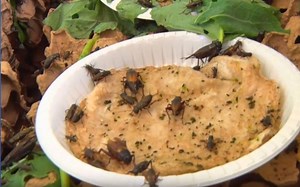 Expert guide on how to practice cricket farming