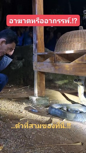 #งู #งูจงอาง #snake #kingkobra #wildlife #reptiles #animals | Panya Tulyasuk