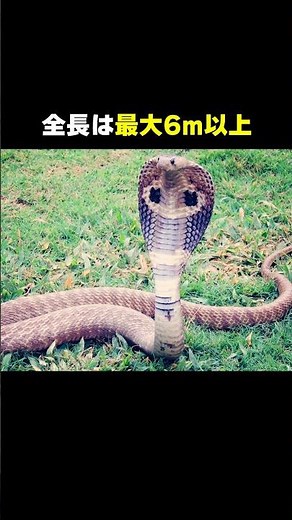 The cool name is King Cobra #Trivia #Animals #SeriouslyZoo