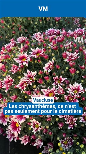 13K views · 92 reactions | ️ Céline Tramier est productrice de chrysanthèmes aux pépinières Tramier à Orange. Depuis toujours, et régulièrement dans les colonnes de Vaucluse Matin, elle milite pour que le chrysanthème trouve une seconde vie au jardin après la Toussaint. | Vaucluse Matin | Facebook