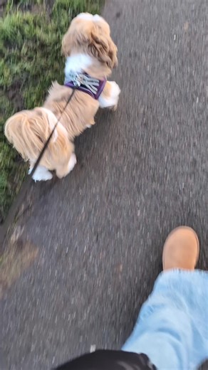 walking my dog coco