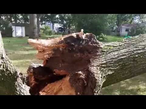 Tree Service Near Me