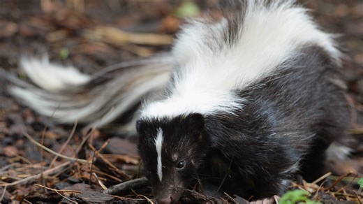 Why do I smell skunks? Here's how to keep them away