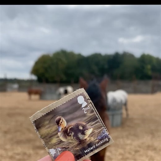 6.8K views · 81 reactions |  Happy World Post Day!  Did you know...