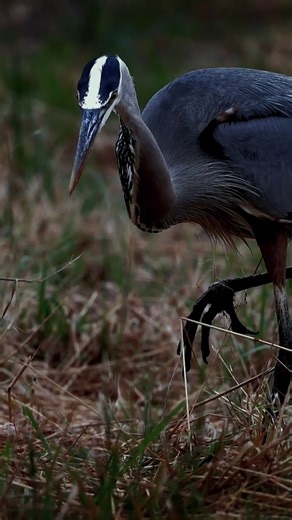 Great Blue Heron catching : gophers in local park; one gopher bites back #Birds | Review Birds News
