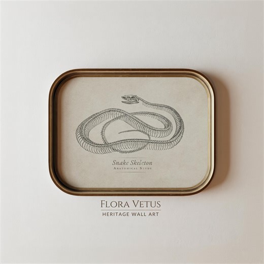 Snake Skeleton Print: Vintage Natural History Illustration, Heritage Wall Decor (digital Download) - Etsy