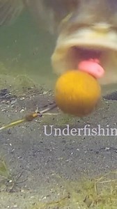 What can you learn from this? #fishing #fish #underwater | Underfishing