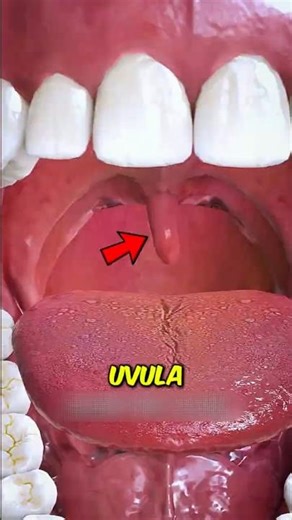 Why That Weird Dangly Thing in Your Throat Is Actually Important