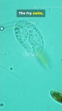 90% of clownfish breeders get one spawn. Then nothing ever again #shorts #aquaculture #reeflife