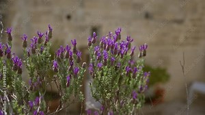 A close-up of vibrant lavender flowers in full bloom outdoors against a rustic stone wall in puglia, southern italy.