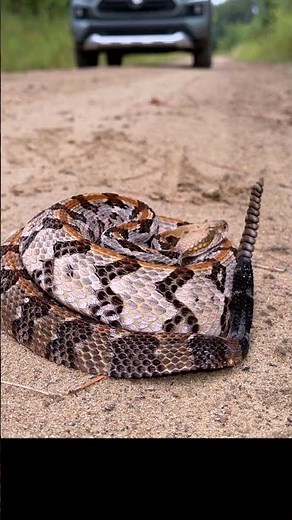 🚨 Listen Closely: Rattlesnake Rattle Sounds Warning!