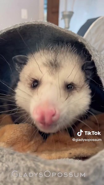 Volume ⬆️ for sniffy ASMR #shermanopossum #asmr #possumcore #possumposse #trashcat #bighead #possums #possum #opossum #possumtok #animalsoftiktok #bigboyseason #chonky #trashcat #petsoftiktok #snifferish #sniff #snoot #shermanfrancis #stayglamorous