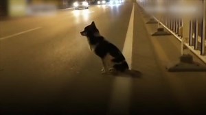 354K views · 7.1K reactions | Desde la muerte de su dueño en un...