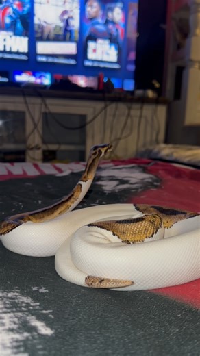 ✨Follow Gizmo for more cuteness ✨ #fyp #pet #animal #snakes #reptiles #funny #funnyanimals #cuteanimals #cute #python #snakeshed #herpetology #reptile#snake #instasnake #instareptile #snakesofinstagram #serpent #serpiente #serpientes #serpenti #serpente#serpentes #schlange #fyp #animal #pet #silly #funny | Veronica Robles - Gizmo Account