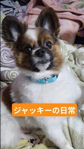 ジャッキーの日常 #お出かけ #キャンピングカー #ポメパピ #パピヨン #愛犬 #車中泊