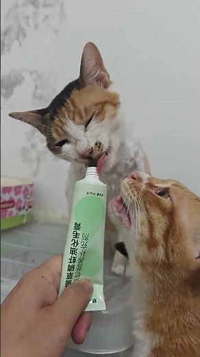 Unleash the Wild! Smoking Cat Sticks - A Must-Read for Pet Lovers