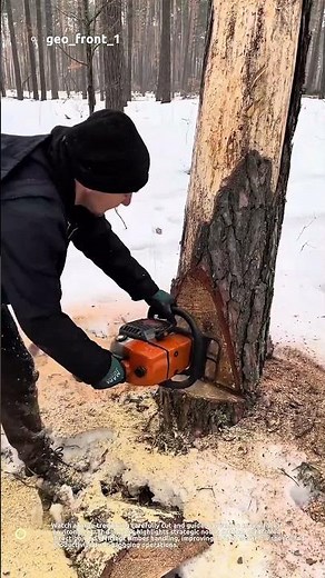 Massive Tree Falling Cut – Precision Logging in Snowy Forest Conditions