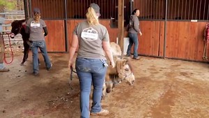 146K views · 360 shares | Horse Shelter Heroes: Episode 2: Jan ￼8-15th, 2020 We hope you enjoy our new weekly video episodes of Horse Shelter Heroes a spin-off of the award-winning reality TV show Horse Rescue Heroes. Horse Shelter Heroes follows the weekly shelter life at Horse Plus Humane Society so you can see how you're donations are truly making a difference. Enjoy! | Horse Plus Humane Society | Facebook