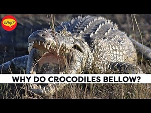 Why do crocodiles bellow? | Fascinating facts #28 | Why Things Happen