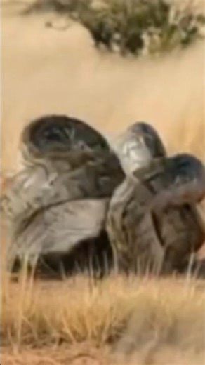 The Death Coil: A 20-Foot Python vs. Honey badge: #Shorts #HoneyBadger #Python #Wildlife #NatureIs