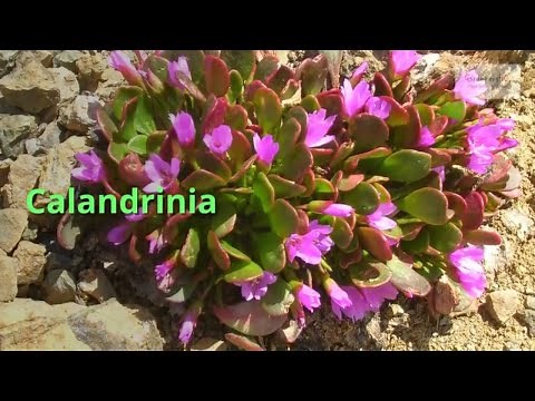Calandrinia Growing Guide