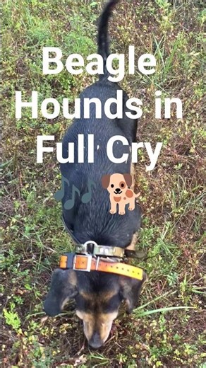 Beagle Hounds in Full Cry 🎶🐕 #hunting #howtotrackarabbit #puppy #beagledog #doglife
