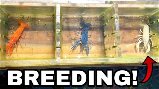 Transparent Lobster? Breeding a Rare Aquatic Gem