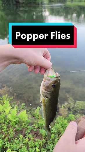 Here's how to fly fish popper flies for bass and panfish! #popperflies #bassfishing #flyfishing #howtoflyfish #flyfish #smallmouthbass #panfishonthefly