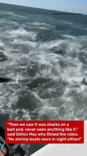 234K views · 234 reactions | Shark feeding frenzy! 麗 | IFLScience | Facebook