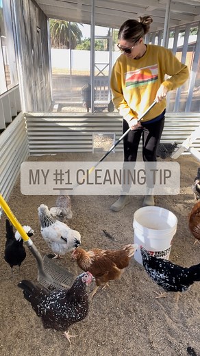One of the must haves for my new coop design was a way to keep the ladies out while I clean their coop. Chickens are so curious and love to be all up in your business while you’re trying to clean. It makes the process take twice as long! I always start by throwing all our scraps into the run, then I close the door and get to cleaning. With them out of the way I can clean my 16’x10’ coop of 47 chickens in 5 minutes 🙌🏼 What’s your process? ##farmlife #chickensofinstagram #chickentips #farming101