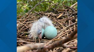 Cameron Park Zoo welcomes rare Little Blue Heron chick