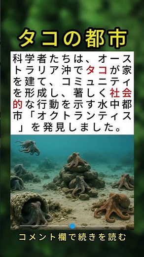 科学者がタコの水中都市「オクトランティス」を発見 🐙