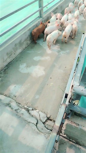 Piglet running #pig #piglet #farmanimals #farmanimalct #pigfeed